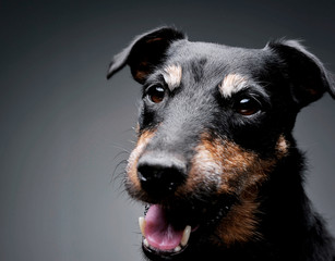 Portrait of an adorable Deutscher Jagdterrier looking curiously at the camera