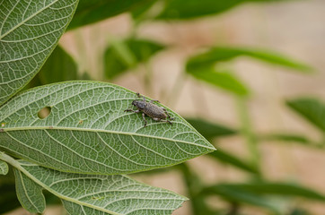 Grey Bug On Leaf