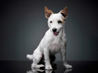 Studio shot of an adorable terrier puppy sitting and looking curiously at the camera - isolated on grey background