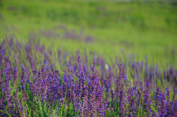 Purple wild flowers in blurred background, in sunny summer day. 