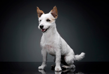 Studio shot of an adorable terrier puppy sitting and looking satisfied - isolated on grey background