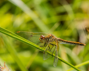 Sympetrum vulgatum