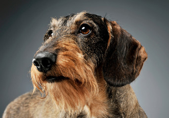 Portrait of an adorable wire-haired Dachshund looking curiously - isolated on grey background.