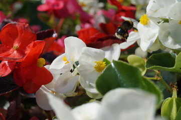 Bee flying to pollinate white flower