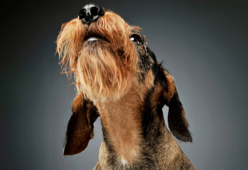 Portrait of an adorable wire-haired Dachshund looking up curiously - isolated on grey background