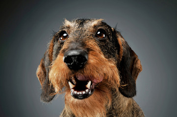 Portrait of an adorable wire-haired Dachshund looking satisfied - isolated on grey background