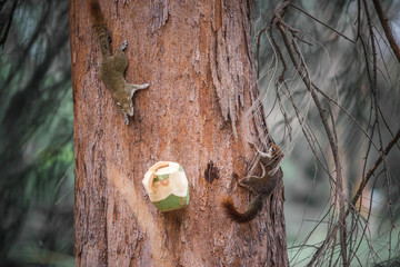 squirrel of tree
