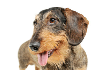 Portrait of an adorable wire-haired Dachshund looking satisfied - isolated on white background