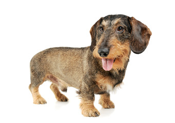 Studio shot of an adorable wire-haired Dachshund standing and looking satisfied
