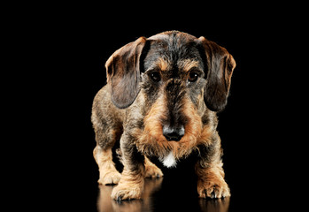 Studio shot of an adorable wire-haired Dachshund standing and looking sadly at the camera
