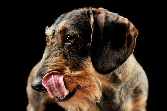 Portrait of an adorable wire-haired Dachshund licking his lips - isolated on black background.