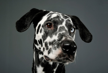 Portrait of an adorable Dalmatian dog with different colored eyes looking curiously