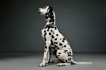 Studio shot of an adorable Dalmatian dog sitting and looking curiously