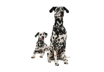 Studio shot of two adorable Dalmatian dog looking curiously - isolated on white background