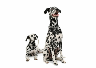 Studio shot of two adorable Dalmatian dog looking satisfied - isolated on white background