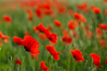 Wild flowers (red poppies) in wheat field, blurred background.  