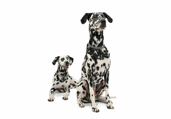 Studio shot of two adorable Dalmatian dog looking curiously - isolated on white background