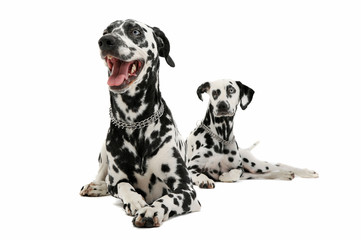 Studio shot of two adorable Dalmatian dog lying and looking curiously