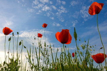 Wild flowers, red poppies and blue sky background in sunny day, springtime.
