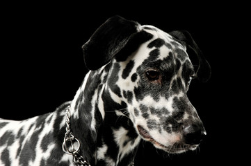 Portrait of an adorable Dalmatian dog standing looking down sadly