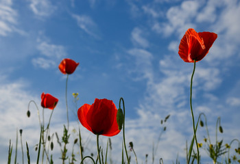 Wild flowers, red poppies and blue sky background in sunny day, springtime.