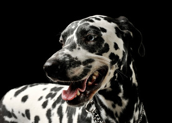 Portrait of an adorable Dalmatian dog standing and looking satisfied