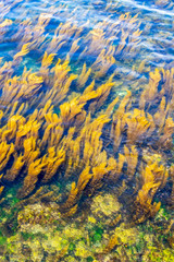 Playa Ribeira or Ribeira beach water surface with aquatic plants in Fisterra, Finisterre or End of the Earth, in A Coruna Province, Galicia on the Way of St. James, Spain