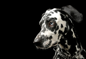 Portrait of an adorable Dalmatian dog looking curiously - isolated on black background