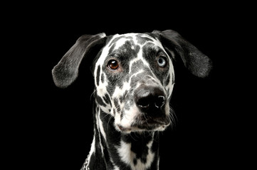 Portrait of an adorable Dalmatian dog with different colored eyes looking curiously at the camera