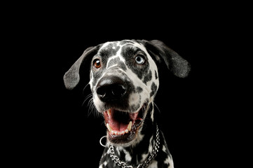 Portrait of an adorable Dalmatian dog with different colored eyes looking satisfied
