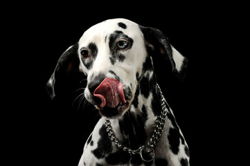 Portrait of an adorable Dalmatian dog with different colored eyes licking his lips