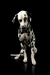 Studio shot of an adorable Dalmatian dog sitting and looking sad