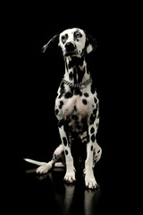 Studio shot of an adorable Dalmatian dog with different colored eyes sitting and looking curiously at the camera
