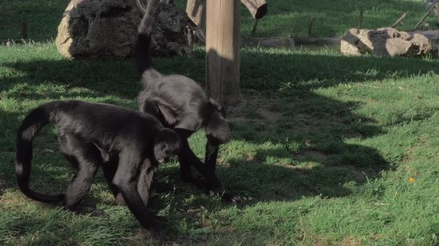 LISBON, PORTUGAL - APRIL 31, 2019: Several black spider monkeys in Lisbon Zoo. Animals gathering grass and getting up on wooden ladder