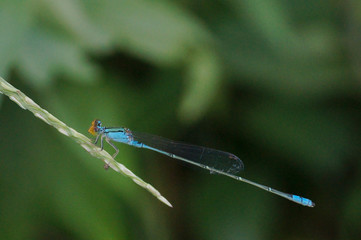 the blue dragonfly is resting on the grass