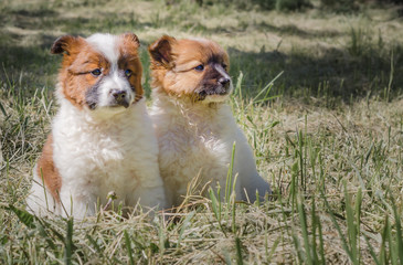 two mongrel white-red puppies on a green lawn