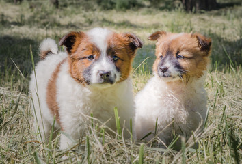 two mongrel white-red puppies on a green lawn