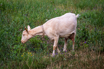 White domestic goat on a meadow