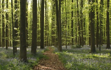 Bois de Halle