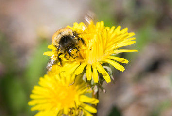 Bumblebee on a dandelion