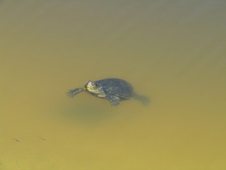 Obraz premium Tartaruga d'acqua dolce (Trachemys scripta)