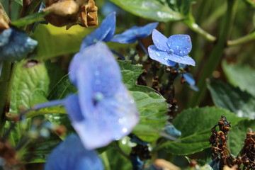 Raindrops on a blue hydrangea blossom