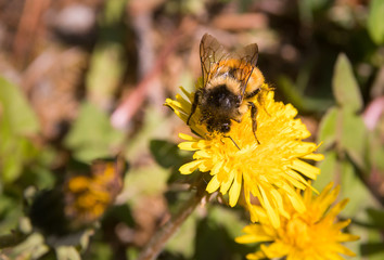 Bumblebee on a dandelion