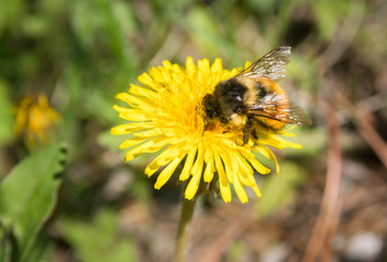 Bumblebee on a dandelion