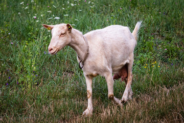 Fototapeta premium White domestic goat on a meadow