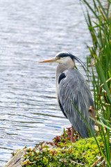 Grey heron ( Ardea cinerea)