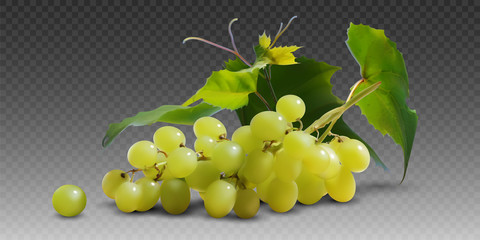 A branch of yellow ripe grapes with leaves on a gray checkered background.  3D vector. High detailed realistic illustration.