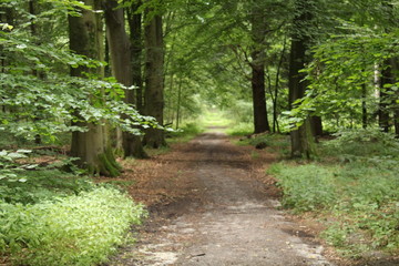 path in forest