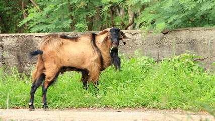 Capra aegagrus hircus Eating