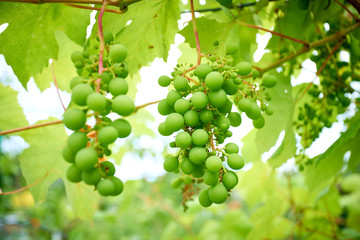 A young bunch of grapes. wine grapes